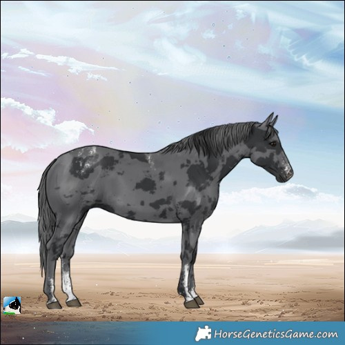 Horse Color:Powder White Black Merle 