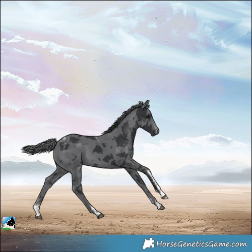 Horse Color:Powder White Black Merle 