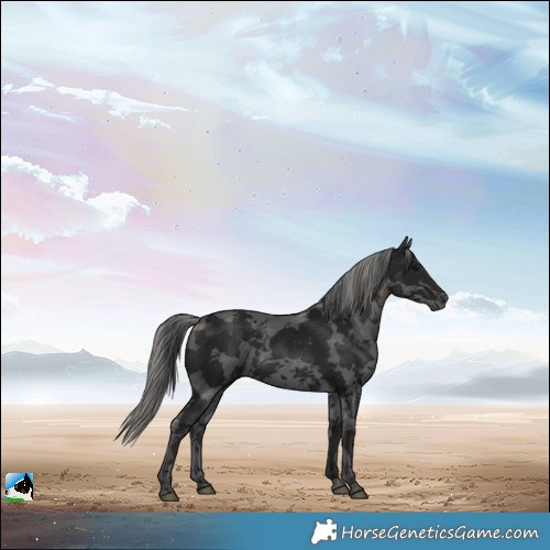Horse Color:Gray Black Merle