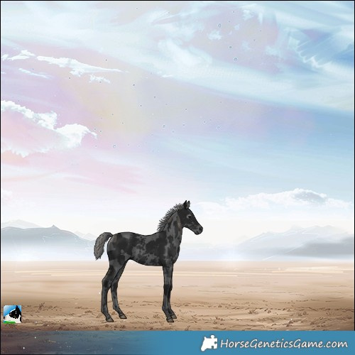 Horse Color:Gray Black Merle 