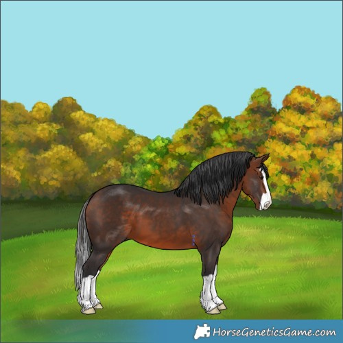 Horse Color:Bay Splash 