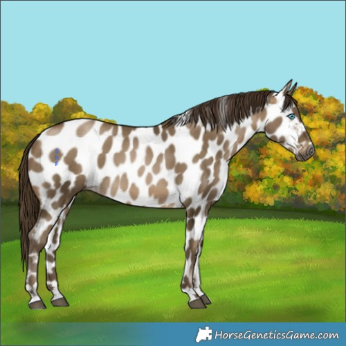 Horse Color:Gray Brown Appaloosa 
