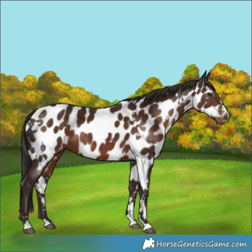 Horse Color:White Spotted Liver Chestnut Appaloosa 