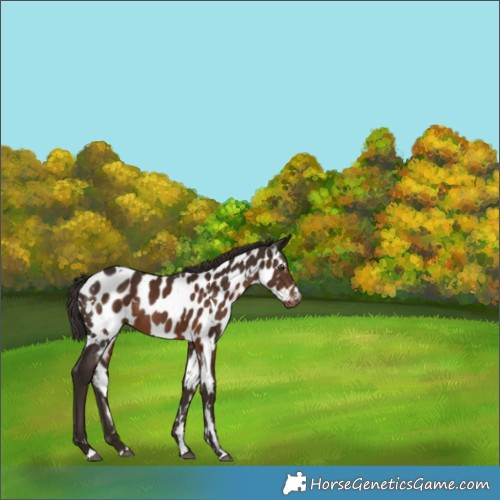 Horse Color:White Spotted Liver Chestnut Appaloosa 