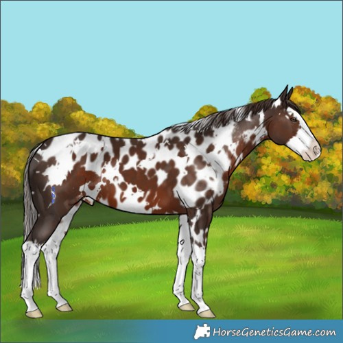 Horse Color:White Spotted Liver Chestnut Splash Skewed Appaloosa