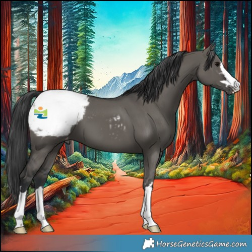 Horse Color:Grullo Appaloosa 