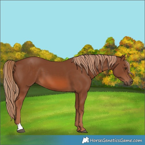 Horse Color:Chestnut 