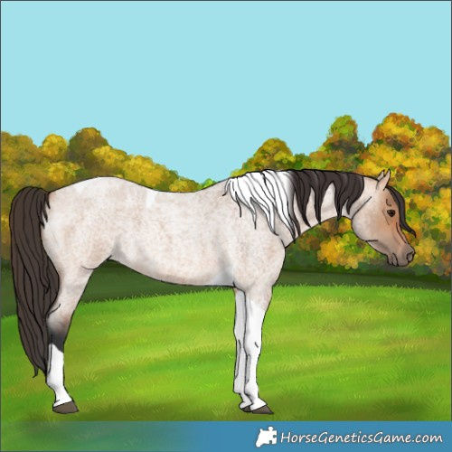 Horse Color:Bay Roan Dun Tobiano 