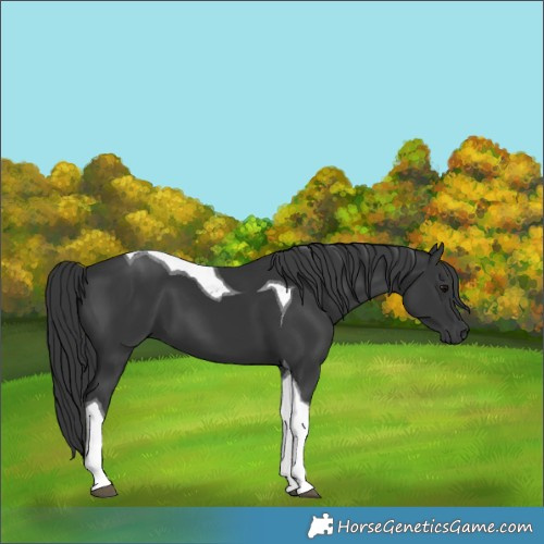 Horse Color:Black Tobiano 