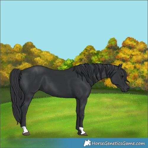Horse Color:Black 