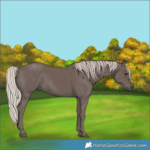 Horse Color:Silver Black 