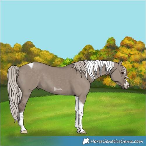 Horse Color:Silver Grullo Tobiano 