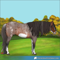Horse Color:White Spotted Bay Roan Frame 