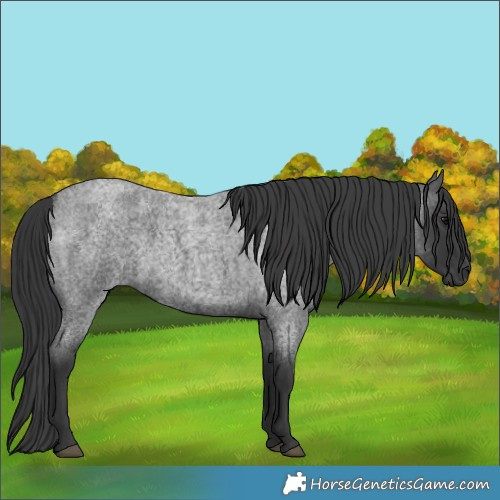 Horse Color:Blue Roan 