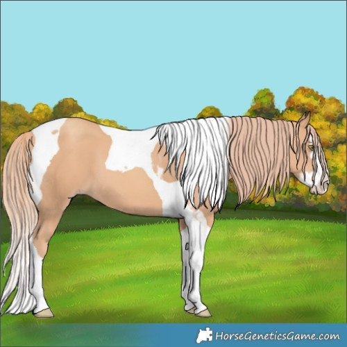 Horse Color:Gold Champagne Splash Tobiano 