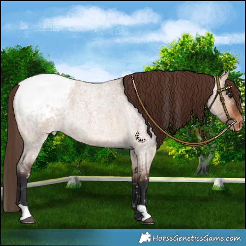Horse Color:Bay Roan Dun Appaloosa 