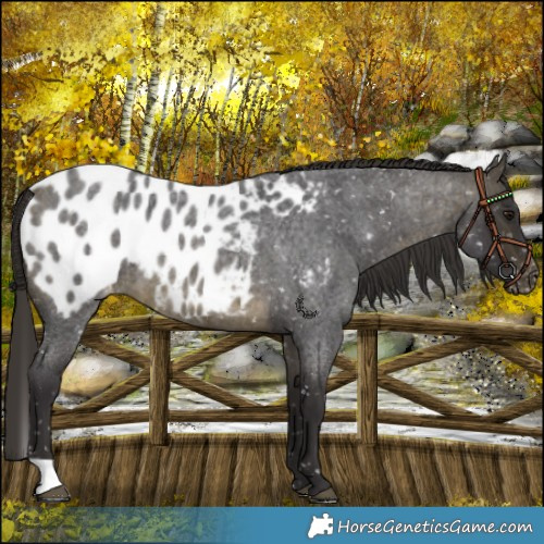Horse Color:Buckskin Roan Blanket