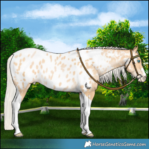 Horse Color:Silver Buckskin Pearl Tobiano Near Leopard Rabicano