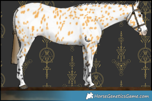 Horse Color:Buckskin Leopard