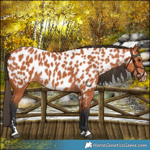 Horse Color:Bay Near Leopard 