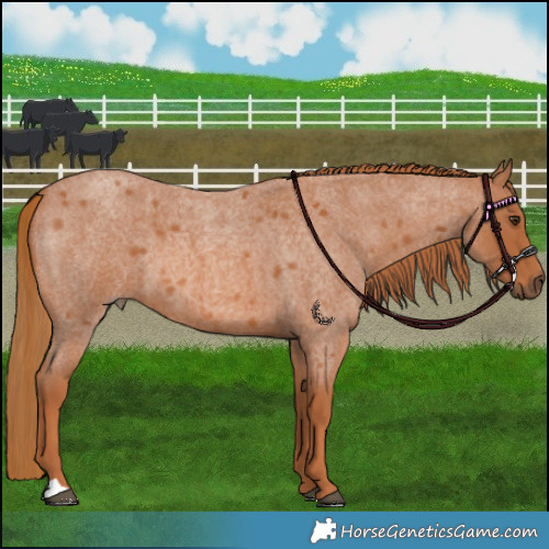 Horse Color:Red Roan