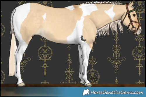 Horse Color:Palomino Dun Tobiano 
