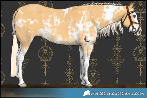 Horse Color:White Spotted Palomino Sabino Splash 