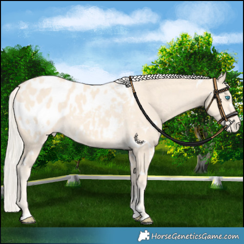 Horse Color:White Spotted Cremello Blanket
