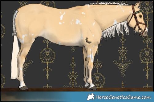 Horse Color:White Spotted Palomino Dun 