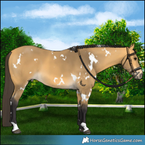 Horse Color:White Spotted Buckskin