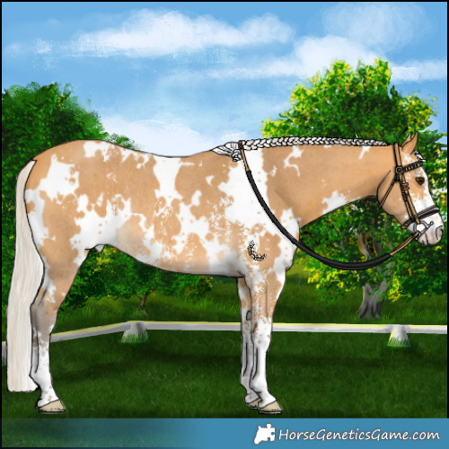 Horse Color:White Spotted Silver Buckskin Sabino Rabicano