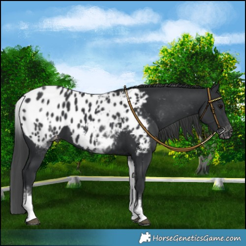 Horse Color:White Spotted Black Appaloosa 