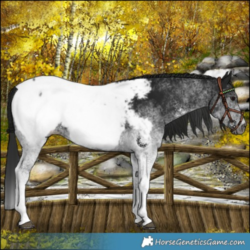 Horse Color:Gray White Spotted Black Appaloosa 