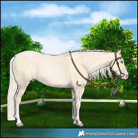 Horse Color:Palomino Pearl Tobiano
