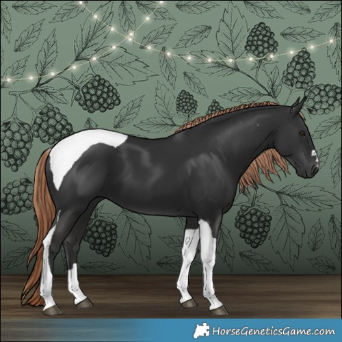 Horse Color:Liver Chestnut Tobiano 