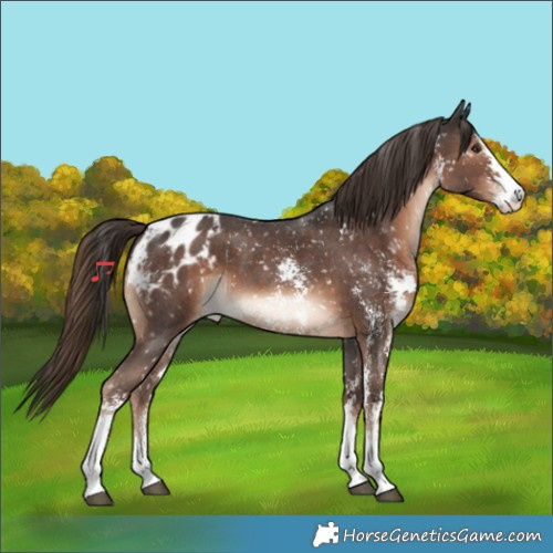 Horse Color:Liver Chestnut Sabino Appaloosa
