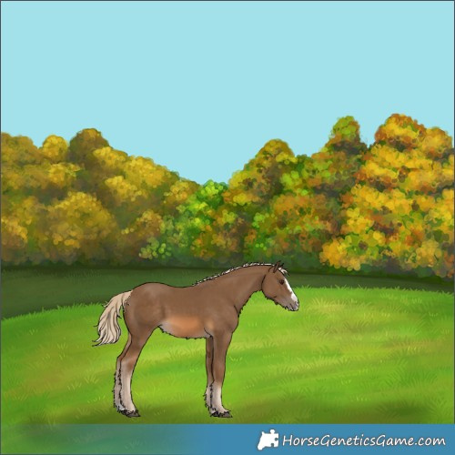 Horse Color:Chocolate Palomino Splash 