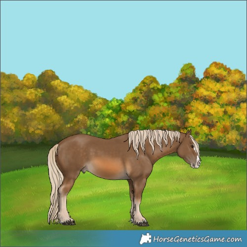 Horse Color:Chocolate Palomino Splash