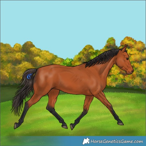 Horse Color:Bay Rabicano 