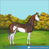 Horse Color:Bay Splash Frame and Bay Splash Frame