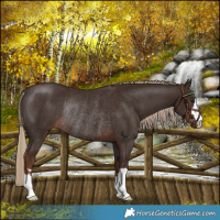 Horse Color:Liver Chestnut Rabicano