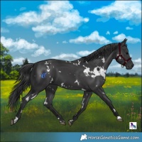 Horse Color:White Spotted Black 
