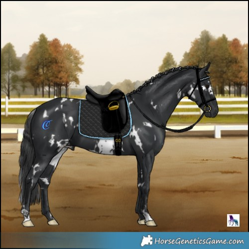 Horse Color:White Spotted Black 