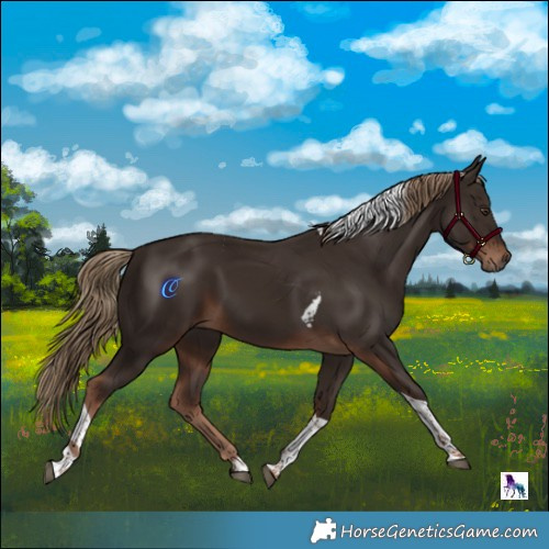Horse Color:Liver Chestnut Tobiano