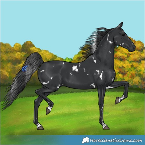 Horse Color:White Spotted Black 