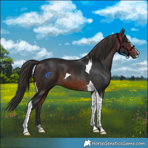 Horse Color:Brown Tobiano 