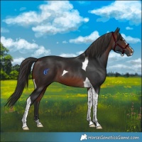Horse Color:Brown Tobiano