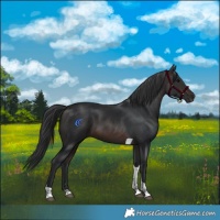 Horse Color:Brown Tobiano