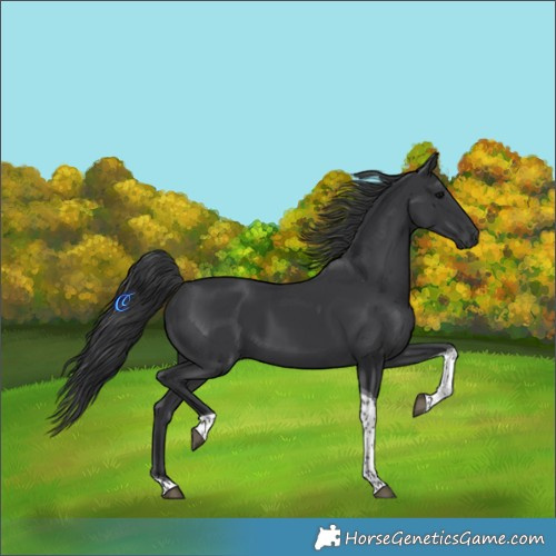 Horse Color:Black Tobiano 