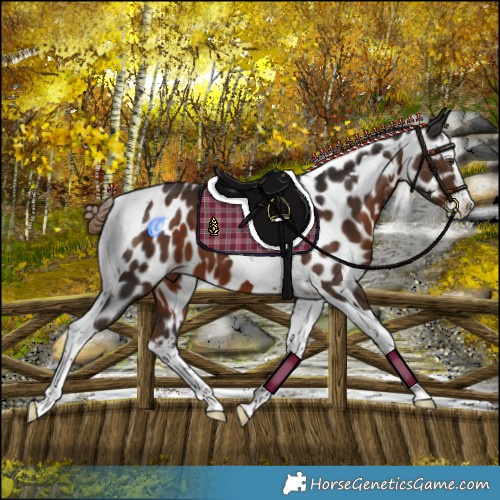 Horse Color:Liver Chestnut Splash Tobiano Near Leopard 